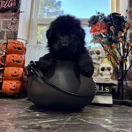 Shadow (1st pick black male) - Black male German Shepherd puppy in Watervliet, Michigan from M&M Shepherd Farms