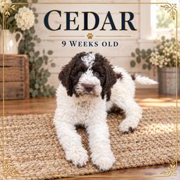 Cedar - Parti male Goldendoodle puppy in Macclenny, Florida from Baker County Goldendoodles