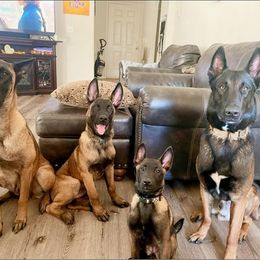 Belgian Malinois from Mainline Malinois