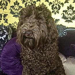 Emperor - Australian Labradoodle