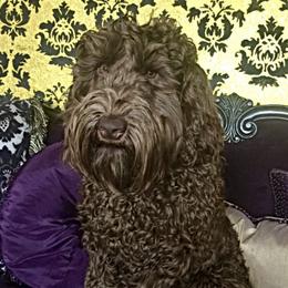 Emperor - Australian Labradoodle