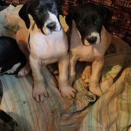 Piebald female - Black and white female Great Dane puppy in Gig Harbor, Washington from Lakaya Danes