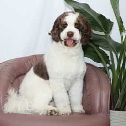 Charley - Australian Labradoodle