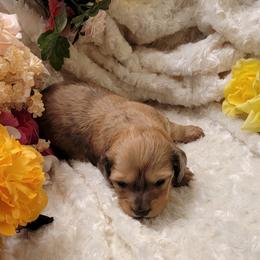 Dachshund Puppies from CLARK'S BREEDING PROGRAM