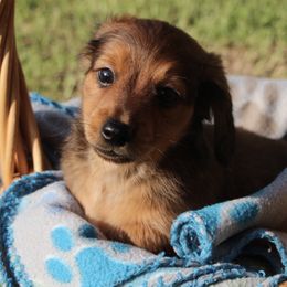 Dachshunds from Carley’s Canines