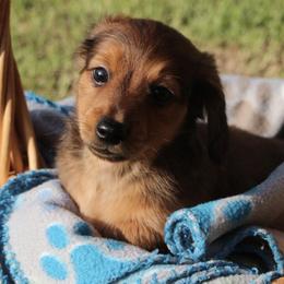 Dachshunds from Carley’s Canines