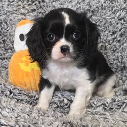 Fugi - Black and white female Cavalier King Charles Spaniel puppy in Stilwell, Oklahoma from Love Bug Cavaliers