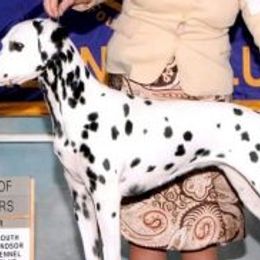 Dalmatians from Kate Gilliatt's Dalmatians