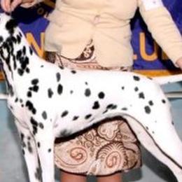 Dalmatians from Kate Gilliatt's Dalmatians