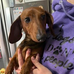 Ethan - Red male Dachshund puppy in Fond Du Lac, Wisconsin from Clucking Homestead Springers & Dachshunds