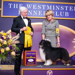 Shetland Sheepdog puppies from Rosmoor