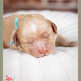 Ted - Red and white male Cockapoo puppy in Connersville, Indiana from Deaz Doodle Ranch