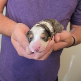 Mr Grinch - Blue merle male Bernedoodle puppy in Blackfoot, Idaho from Draper Mountain Doodles