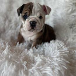 Jolly - Brindle male Bulldog puppy in Clever, Missouri from Crystals Bulldog Bungalow