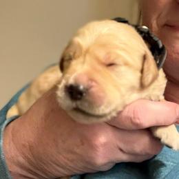 Black - Golden male Golden Retriever puppy in Indianapolis, Indiana from ZuGolden Retrievers & Doodles