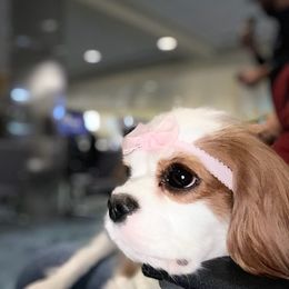 Cavalier King Charles Spaniels from Corinne Cavalier's