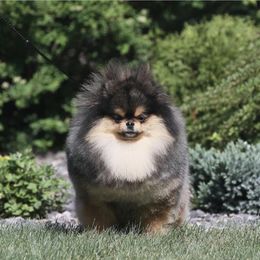 French Bulldog and Pomeranian All Grown Up from Sugarbomb