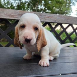 Zena - Lemon and white female Basset Hound puppy in Denison, Texas from Emma Lou's Baby Bassets