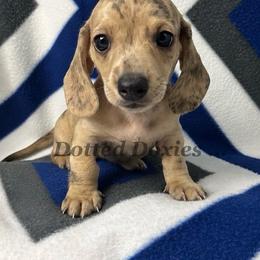 Justice - Dapple male Dachshund puppy in Havana, Florida from Dotted Doxies