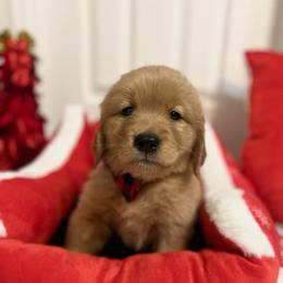 Dasher - Golden male Golden Retriever puppy in Seville, Ohio from Retriever Ranch