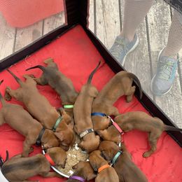 Black and Tan Coonhound, Redbone Coonhound, and Treeing Walker Coonhound Puppies from Foster Creek Coonhounds