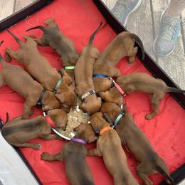 Black and Tan Coonhound, Redbone Coonhound, and Treeing Walker Coonhound Puppies from Foster Creek Coonhounds