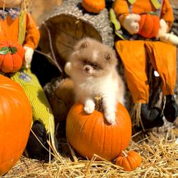 Yogi - Chocolate merle male Pomeranian puppy in Stockton, California from Pommiepalace