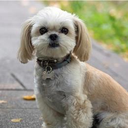 Zia - Shih Tzu