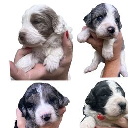 Aussiedoodles from Aussiedoodle palace