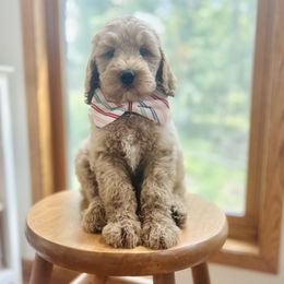 Green Collar - Red male Bernedoodle puppy in Ames, Iowa from Pippi's Puppies
