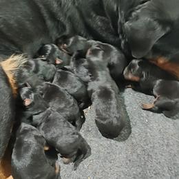 Rottweilers from Motor City Rottweiler