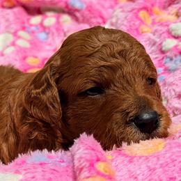 Lady - Red  female Poodle puppy in Bakersfield, California from Jewells Poodles