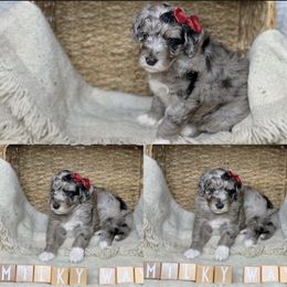 Aussiedoodle Puppies from Silva Ranch Doodles