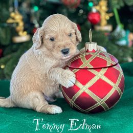 Australian Labradoodle Puppies from Sandcastle Labradoodles