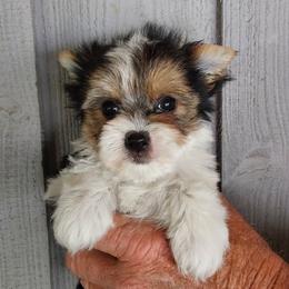 Girl 2 - Parti female Yorkshire Terrier puppy in Jamestown, Tennessee from Green Ridge
