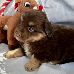 Dasher - Red tri male Miniature Australian Shepherd puppy in Port Saint Lucie, Florida from Charlene Brannon's Mini Australian Shepherds