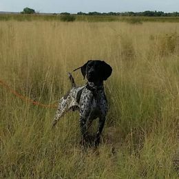 German Shorthaired Pointers from Stone Face Kennels