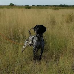 German Shorthaired Pointers from Stone Face Kennels