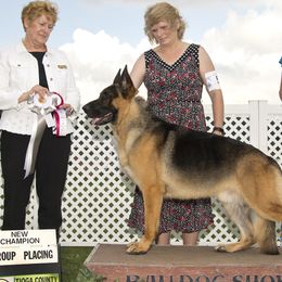 Mojo - German Shepherd