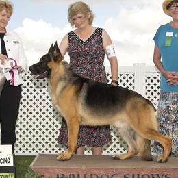 Mojo - German Shepherd