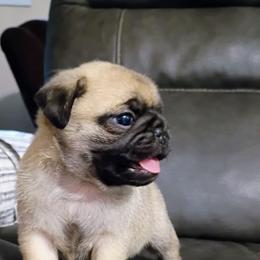 Gus - Fawn male Pug puppy in Fall Creek, Wisconsin from Heartville Pugs