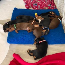 Doberman Pinscher Puppies from Jensen Dobermans