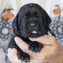 Cane Corso Puppies from FIDECORE