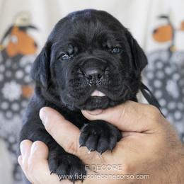 Cane Corso Puppies from FIDECORE