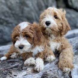 Bernedoodles, Cavapoos, and Goldendoodles from Doodle Amore