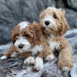 Bernedoodles, Cavapoos, and Goldendoodles from Doodle Amore