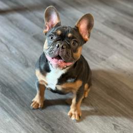 Luna - Tricolors female French Bulldog puppy in Washington from Pawcific Coast Bullies