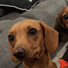 Dachshunds from Sunny EP Weenies