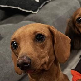 Dachshunds from Sunny EP Weenies