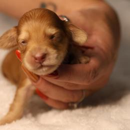 Red - Red female Dachshund puppy in Miami, Florida from Maitime Dachshund